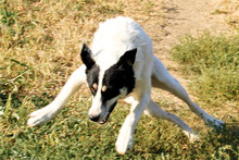 MATT, Hund, Mischlingshund in Rumänien - Bild 8