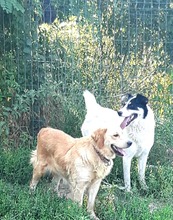 MATT, Hund, Mischlingshund in Rumänien - Bild 9