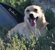 TRAY, Hund, Mischlingshund in Rumänien - Bild 10