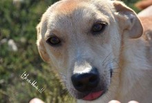 TRAY, Hund, Mischlingshund in Rumänien - Bild 11