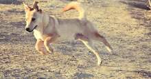 TRAY, Hund, Mischlingshund in Rumänien - Bild 2