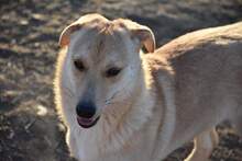 TRAY, Hund, Mischlingshund in Rumänien - Bild 3