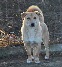 TRAY, Hund, Mischlingshund in Rumänien - Bild 4