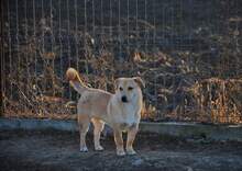 TRAY, Hund, Mischlingshund in Rumänien - Bild 5