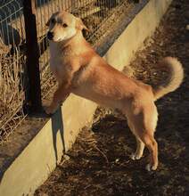 TRAY, Hund, Mischlingshund in Rumänien - Bild 6