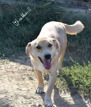 TRAY, Hund, Mischlingshund in Rumänien - Bild 7
