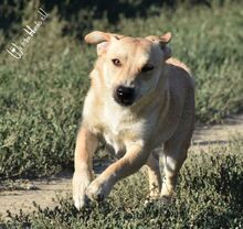 TRAY, Hund, Mischlingshund in Rumänien - Bild 9