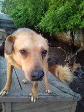 SALEM, Hund, Mischlingshund in Rumänien - Bild 3