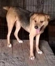 SALEM, Hund, Mischlingshund in Rumänien - Bild 4