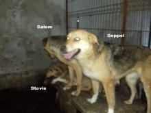 SALEM, Hund, Mischlingshund in Rumänien - Bild 8
