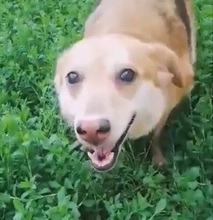 SIMION, Hund, Mischlingshund in Rumänien - Bild 10