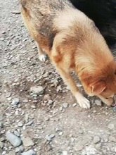 SIMION, Hund, Mischlingshund in Rumänien - Bild 11