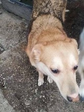 SIMION, Hund, Mischlingshund in Rumänien - Bild 12