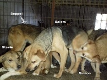 SIMION, Hund, Mischlingshund in Rumänien - Bild 13
