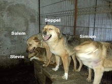 SIMION, Hund, Mischlingshund in Rumänien - Bild 15