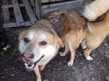 SIMION, Hund, Mischlingshund in Rumänien - Bild 2