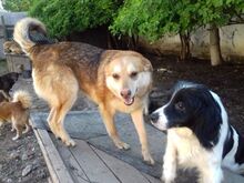 SIMION, Hund, Mischlingshund in Rumänien - Bild 3