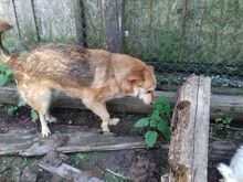 SIMION, Hund, Mischlingshund in Rumänien - Bild 4