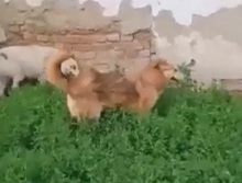 SIMION, Hund, Mischlingshund in Rumänien - Bild 5