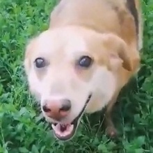 SIMION, Hund, Mischlingshund in Rumänien - Bild 7