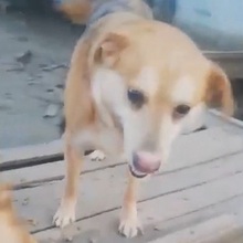 SIMION, Hund, Mischlingshund in Rumänien - Bild 8