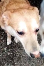 SIMION, Hund, Mischlingshund in Rumänien - Bild 9