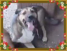 BAXY, Hund, Mischlingshund in Rumänien - Bild 1