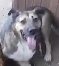 BAXY, Hund, Mischlingshund in Rumänien - Bild 2