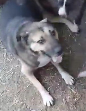 BAXY, Hund, Mischlingshund in Rumänien - Bild 3