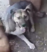 BAXY, Hund, Mischlingshund in Rumänien - Bild 4
