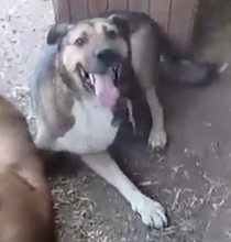 BAXY, Hund, Mischlingshund in Rumänien - Bild 5