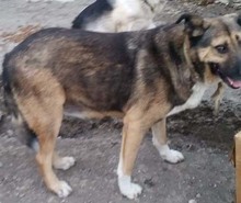 BAXY, Hund, Mischlingshund in Rumänien - Bild 6