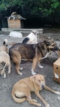 BAXY, Hund, Mischlingshund in Rumänien - Bild 7