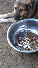 BAXY, Hund, Mischlingshund in Rumänien - Bild 8