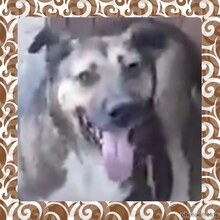BAXY, Hund, Mischlingshund in Rumänien - Bild 9