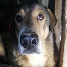 JUPP, Hund, Mischlingshund in Rumänien - Bild 1