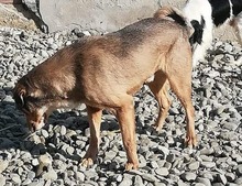 JUPP, Hund, Mischlingshund in Rumänien - Bild 10