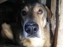 JUPP, Hund, Mischlingshund in Rumänien - Bild 2