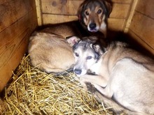 JUPP, Hund, Mischlingshund in Rumänien - Bild 3