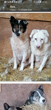 STAN, Hund, Mischlingshund in Rumänien - Bild 10