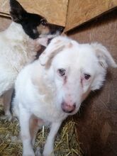 STAN, Hund, Mischlingshund in Rumänien - Bild 13