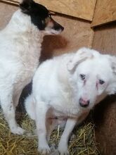 STAN, Hund, Mischlingshund in Rumänien - Bild 15