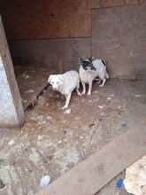 STAN, Hund, Mischlingshund in Rumänien - Bild 18