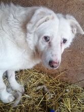 STAN, Hund, Mischlingshund in Rumänien - Bild 21