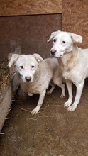 STAN, Hund, Mischlingshund in Rumänien - Bild 4