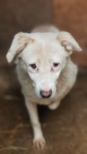 STAN, Hund, Mischlingshund in Rumänien - Bild 5