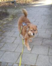 CARLO, Hund, Mischlingshund in Taufkirchen - Bild 10