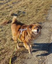 CARLO, Hund, Mischlingshund in Taufkirchen - Bild 2