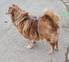 CARLO, Hund, Mischlingshund in Taufkirchen - Bild 4