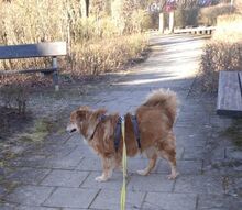 CARLO, Hund, Mischlingshund in Taufkirchen - Bild 8
